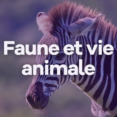 Image Faune et vie animale